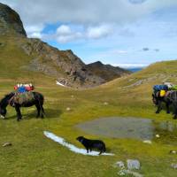 Les Mules de Soula en montagne